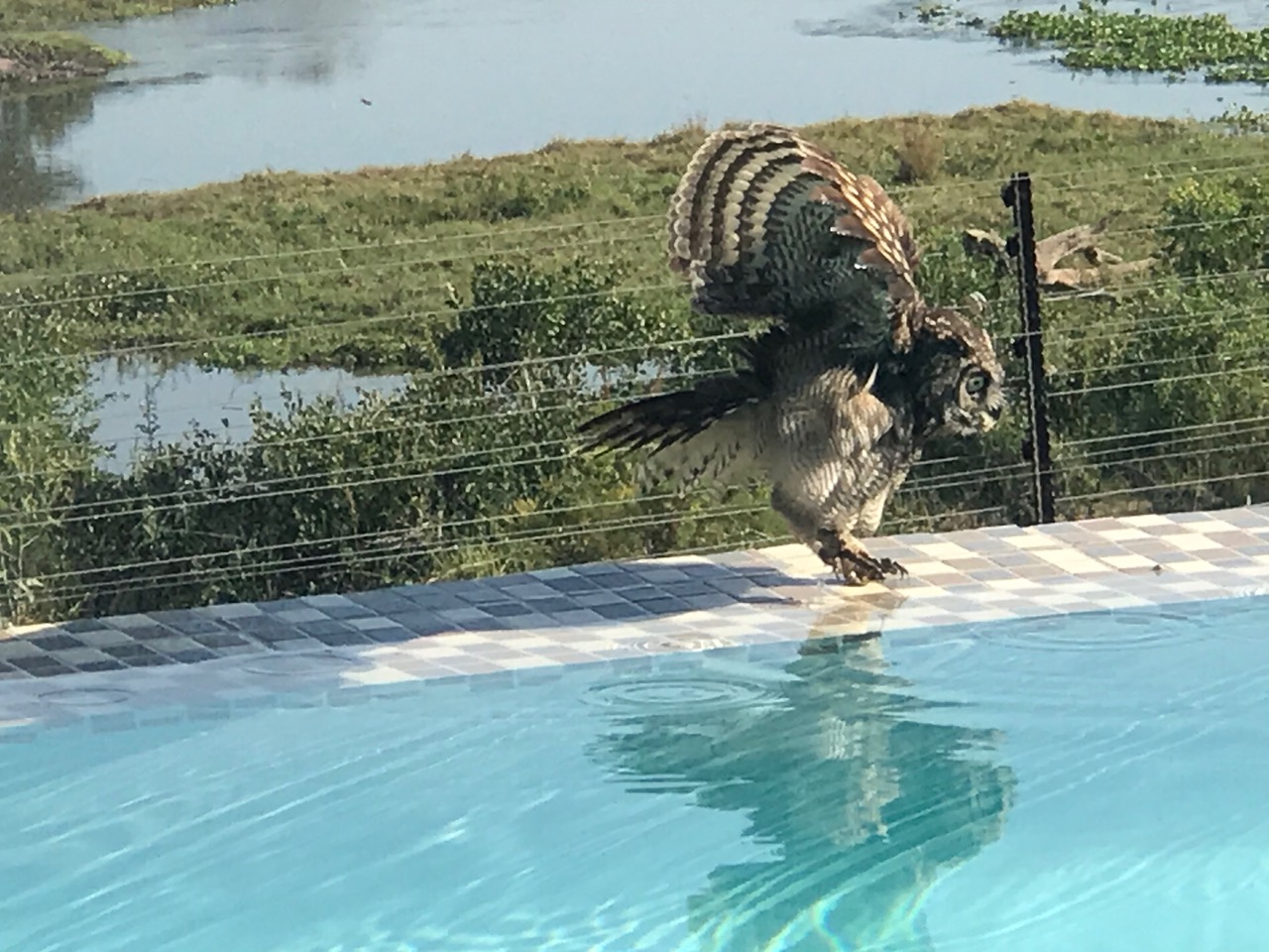 Eagle owl perched at the pool's edge