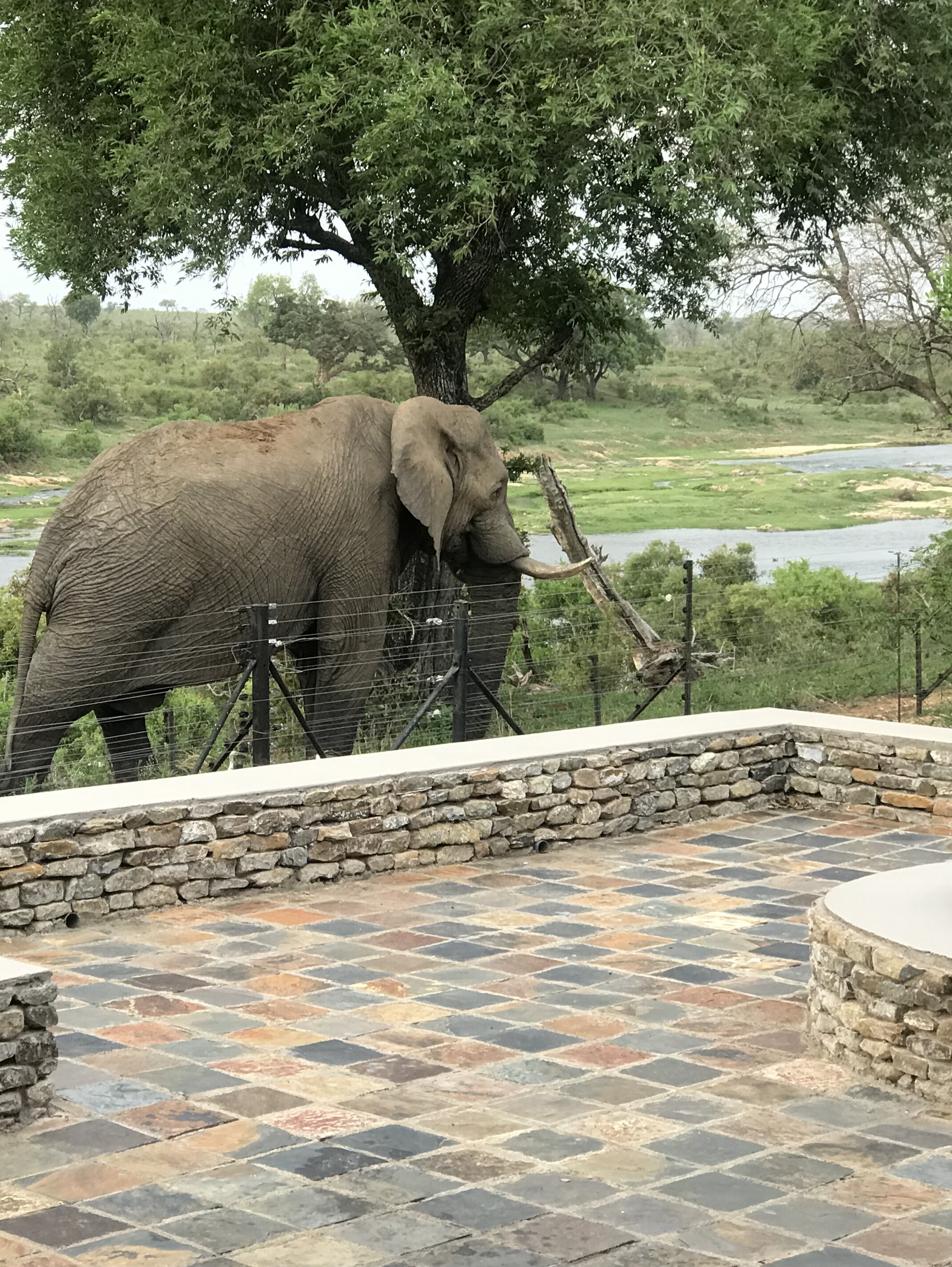 Elephant at the lodge fence with the Crocodile River behind