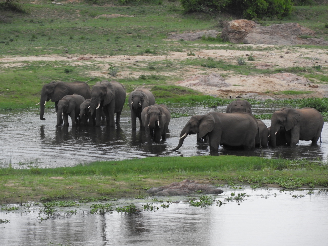 Herd of elephants crossing the Crocodile River