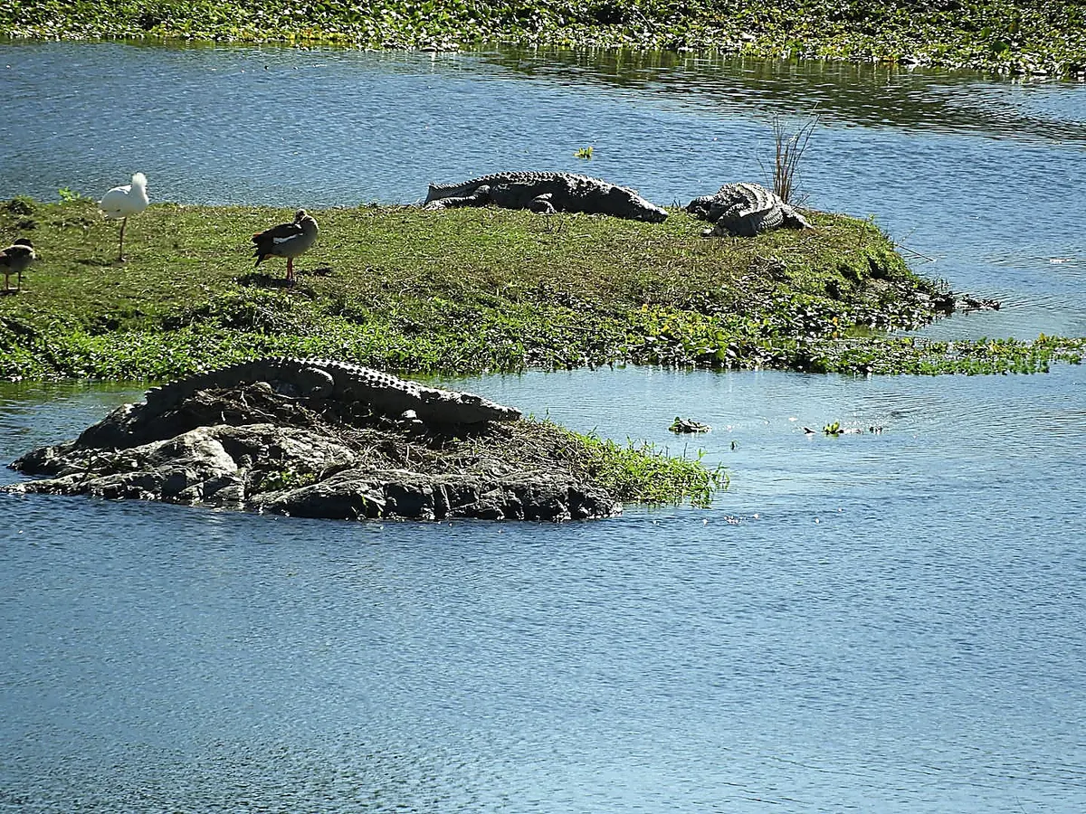 Crocodiles basking on the banks of the Crocodile River