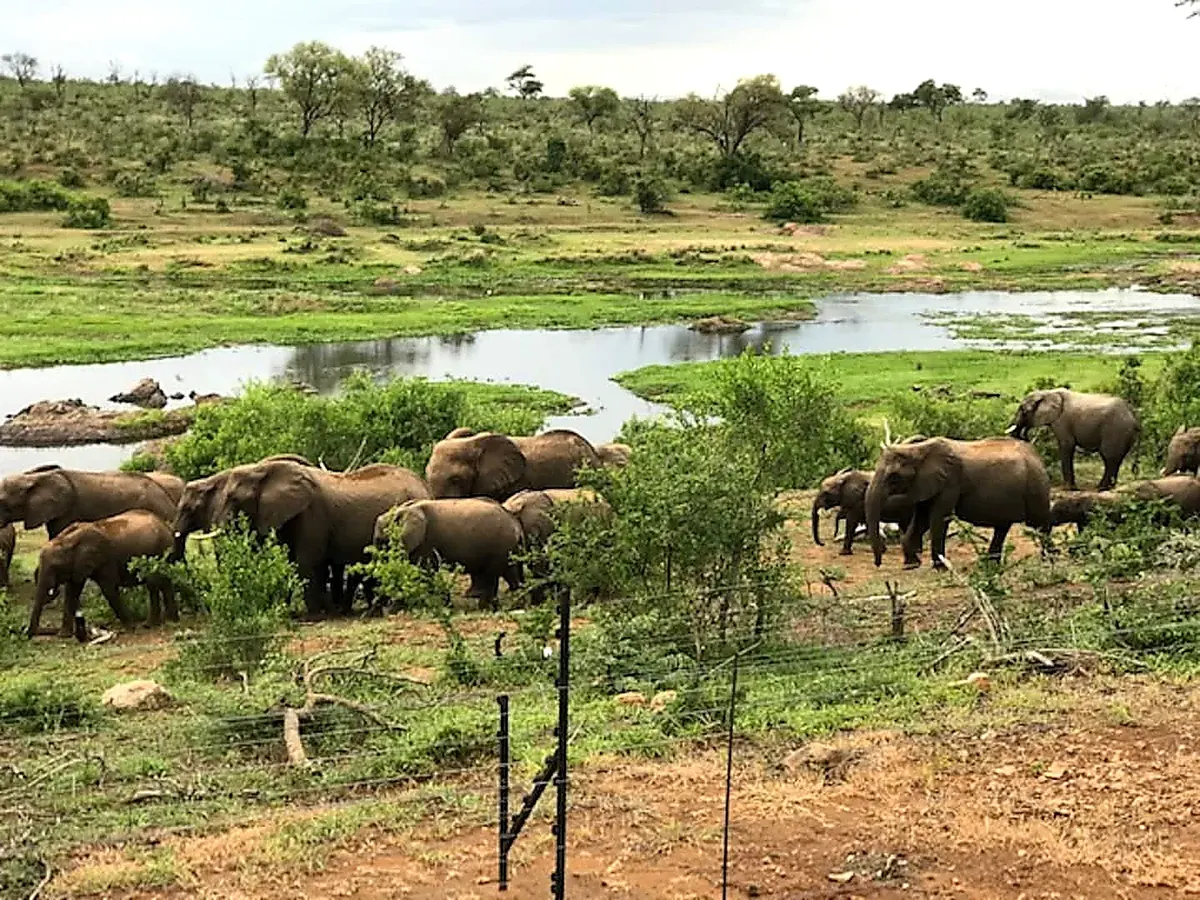 Large herd of elephants gathering at the river floodplain
