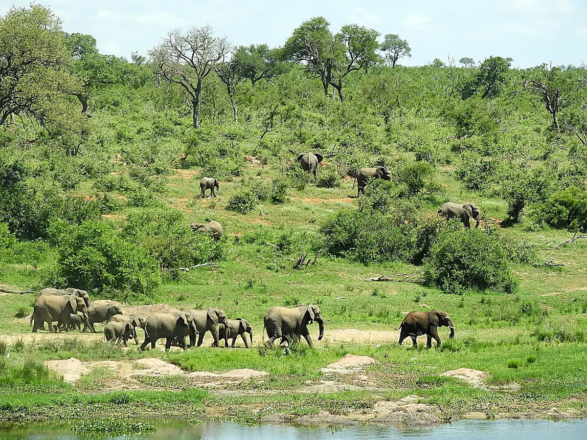 Herd of elephants crossing the Crocodile River at Mjejane Game Reserve