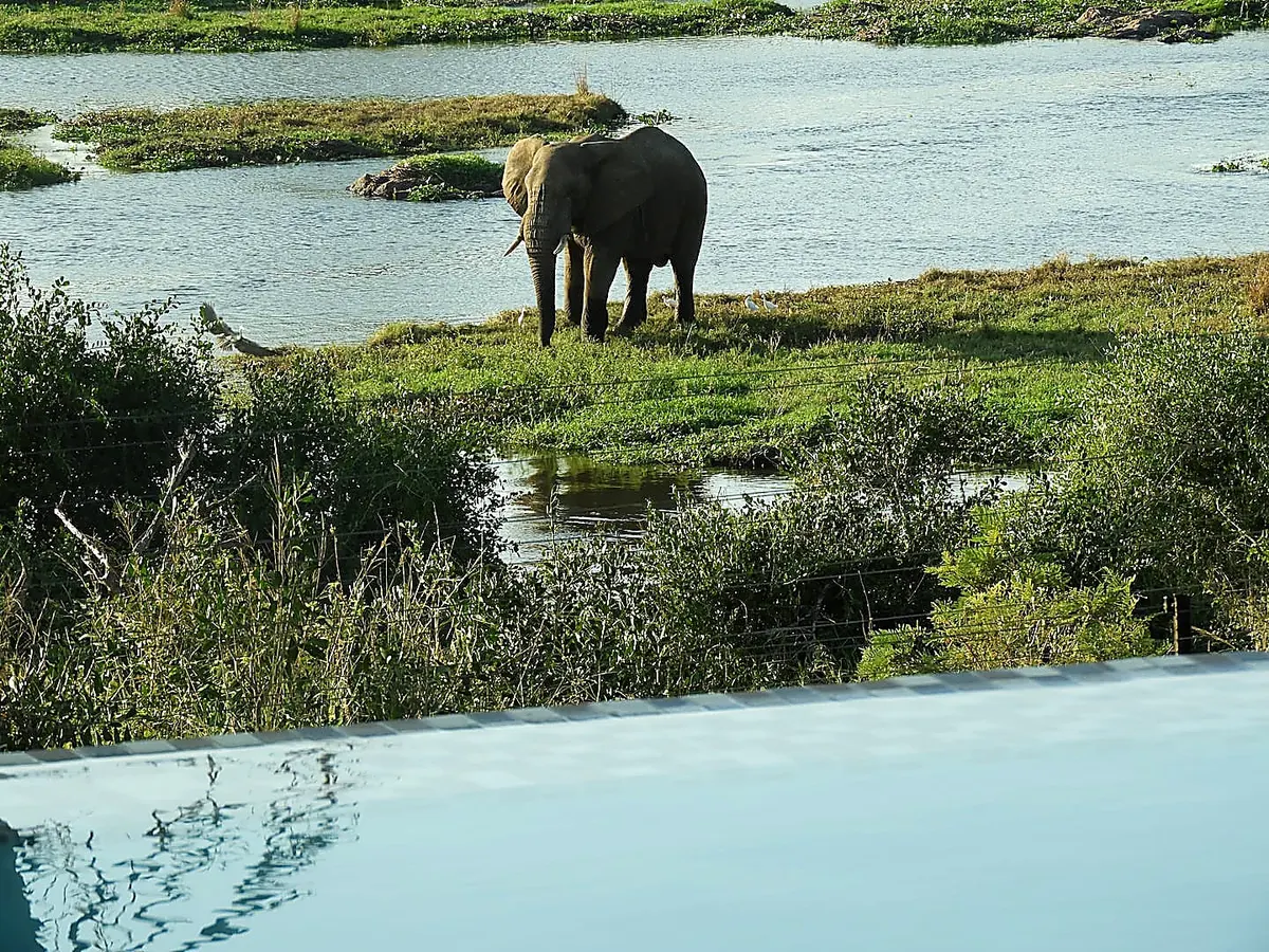 Elephant close up beside the lodge pool