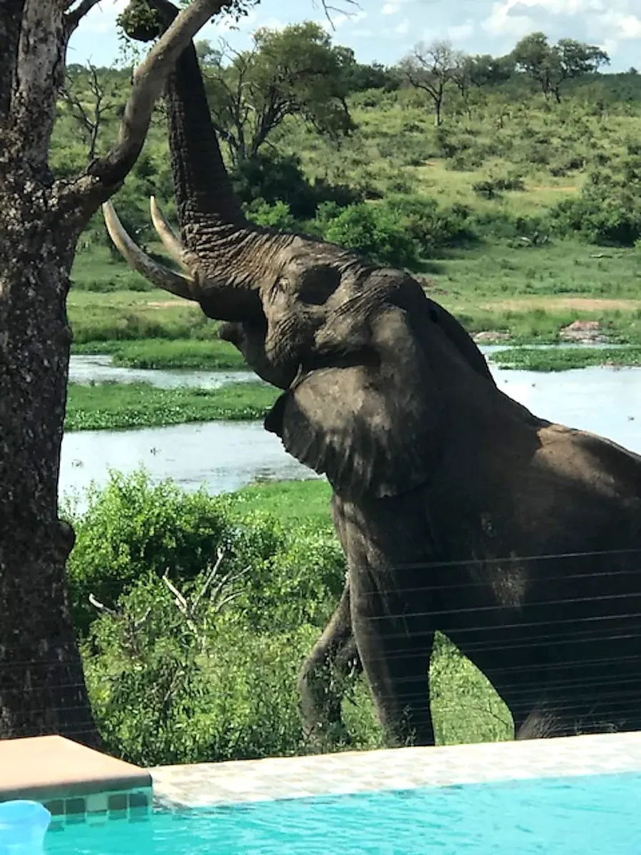 Bull elephant reaches up to feed beside the lodge pool