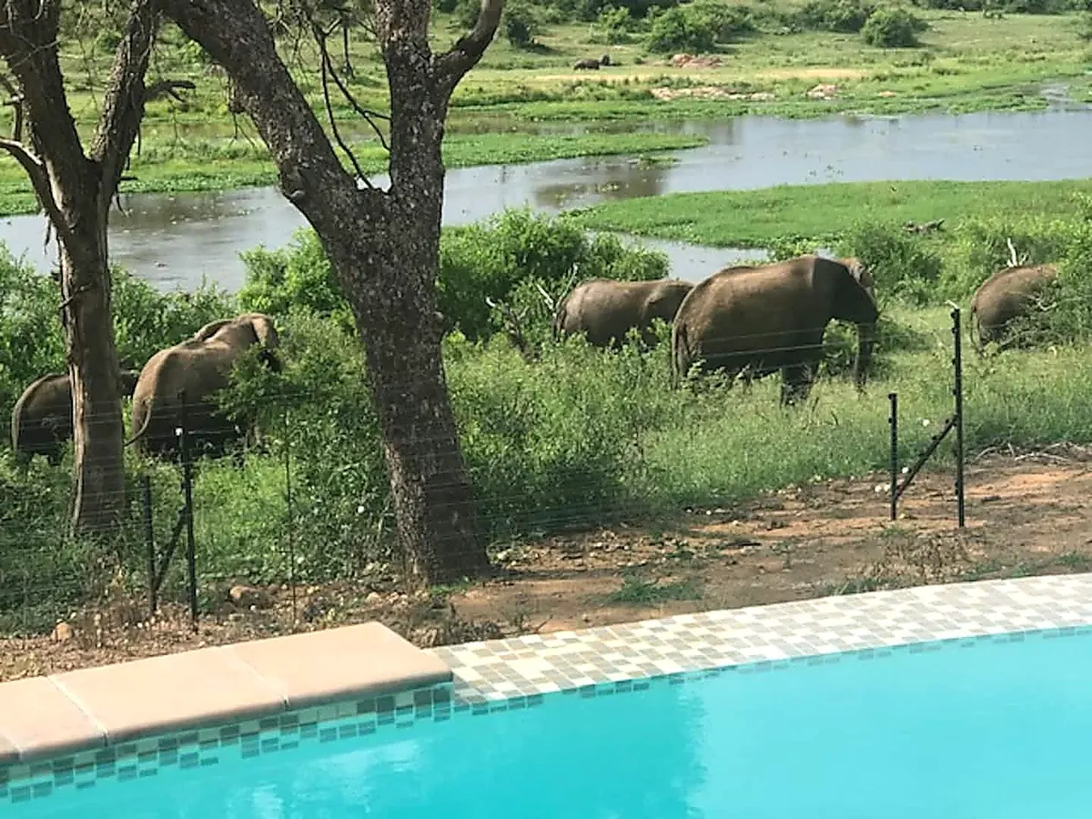 Elephant family browsing right beside the infinity pool