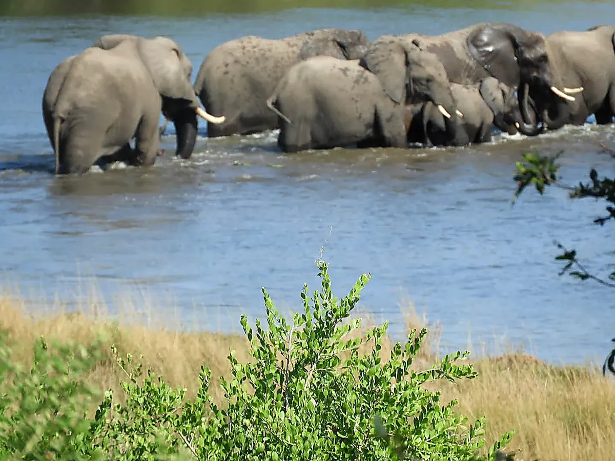 Elephant herd crossing the Crocodile River