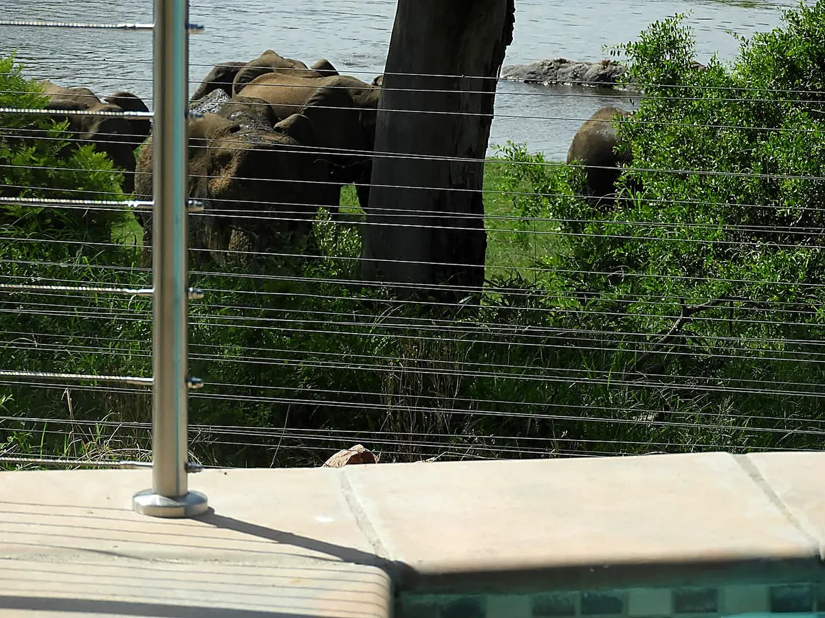 Elephants right at the lodge fence by the pool