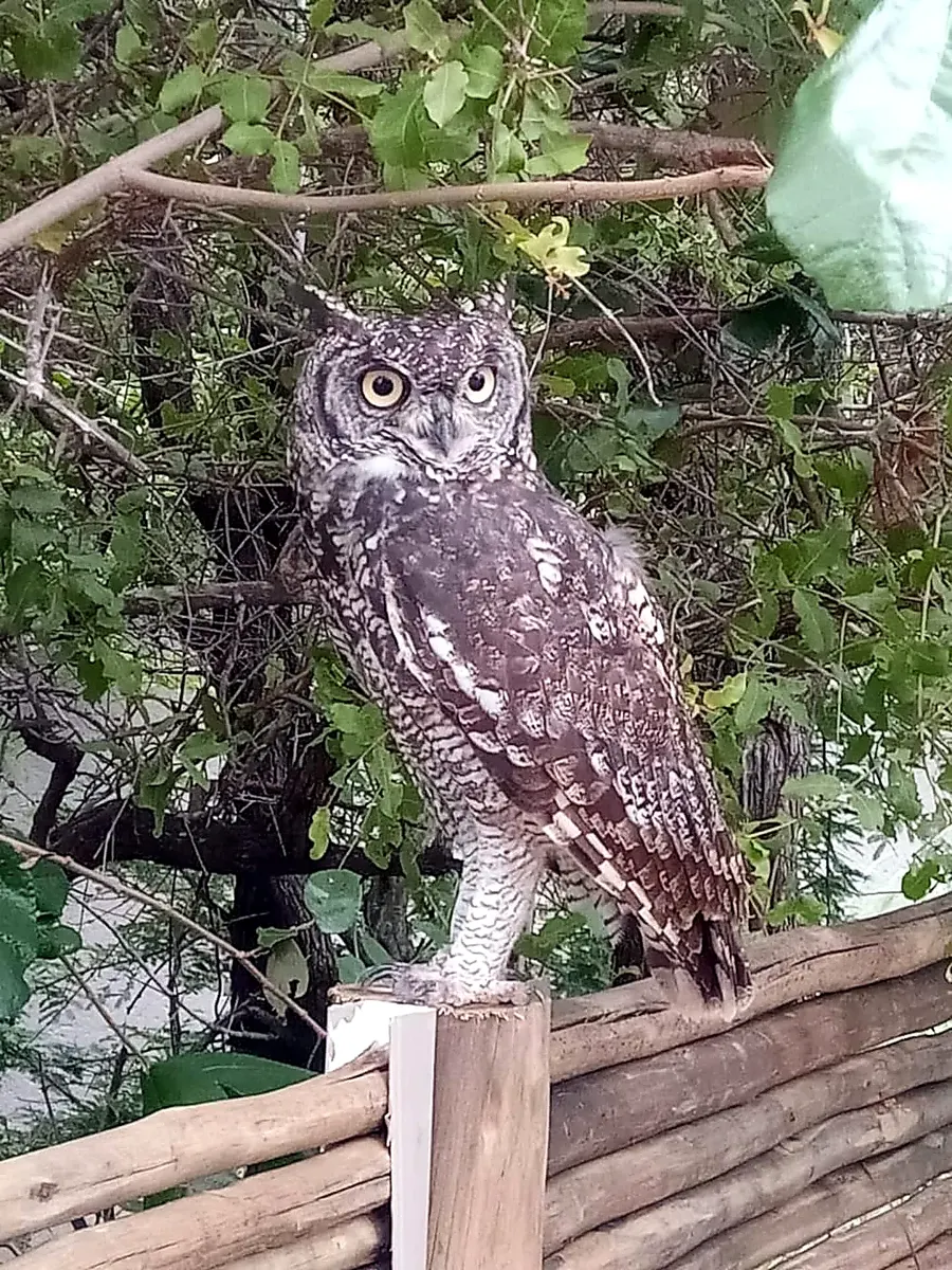 Owl perched on a wooden fence post in the lodge garden