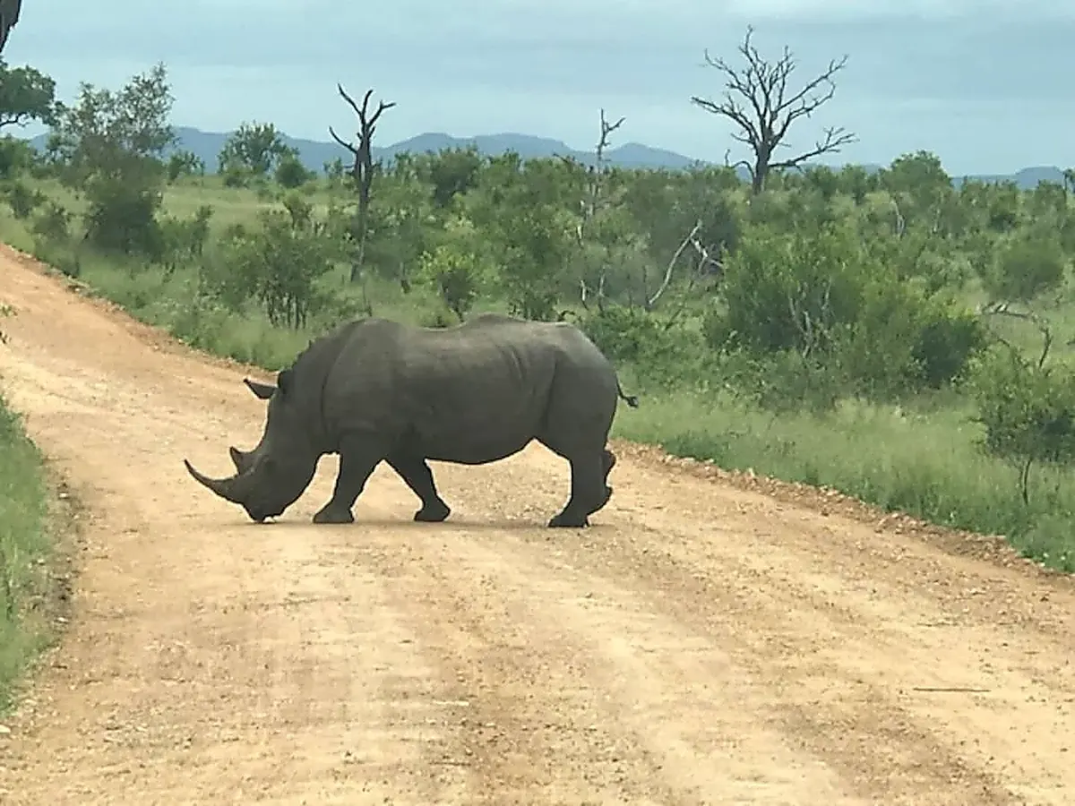White rhino crossing a bush track in Kruger