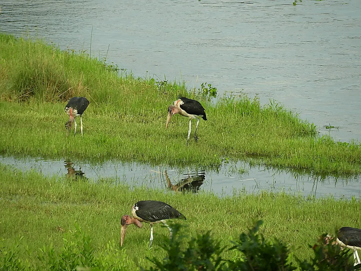 Marabou storks along the lush riverbank