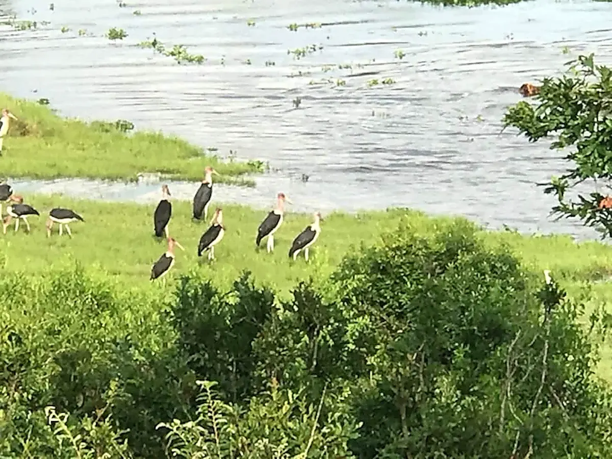 Marabou storks lined up on the lush green riverbank