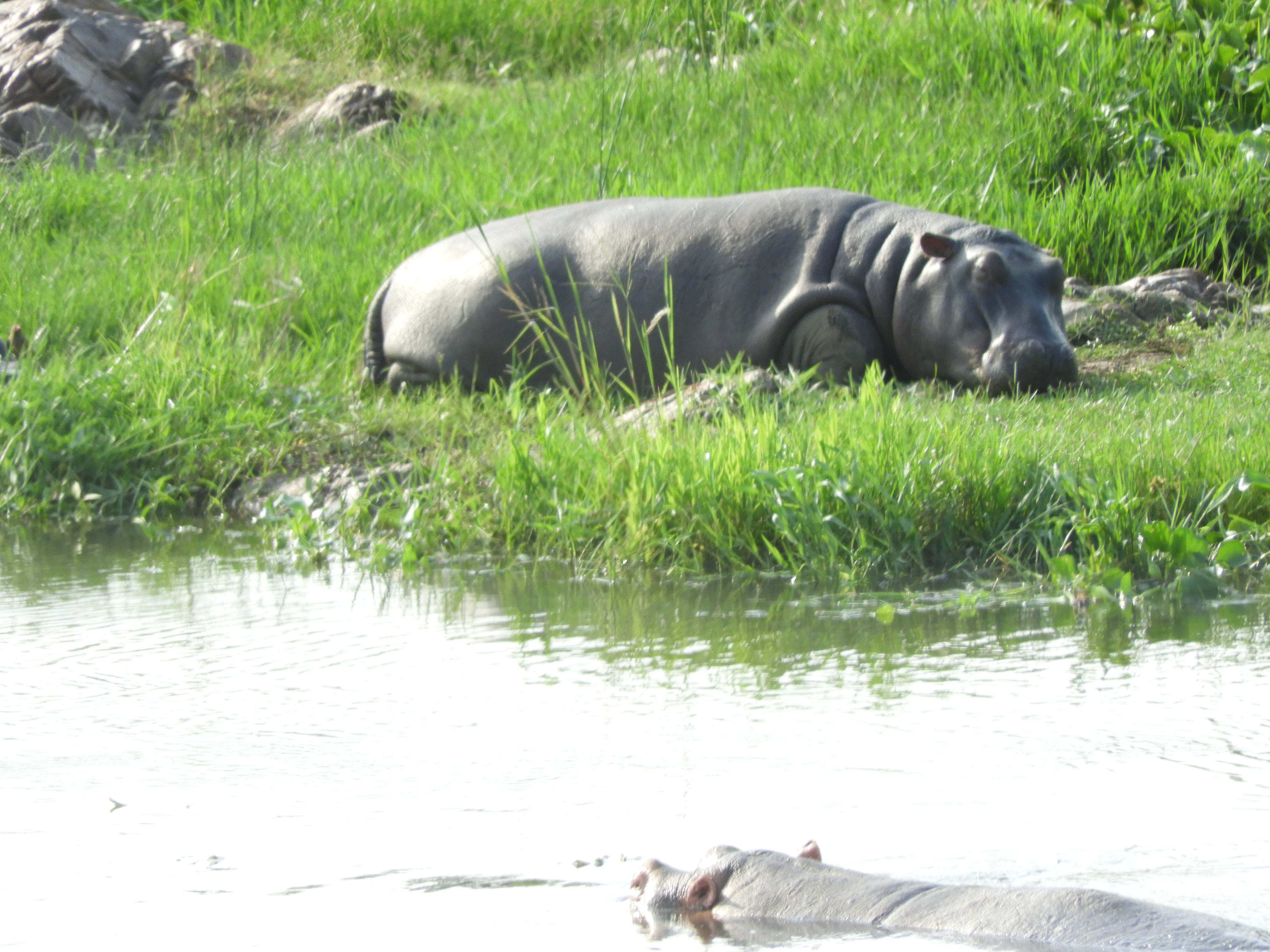Hippos in the Crocodile River at sunset