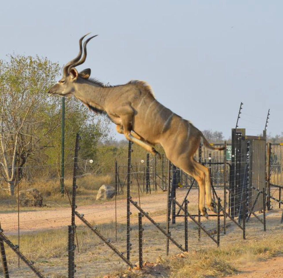Kudu bull leaping the fence at golden hour