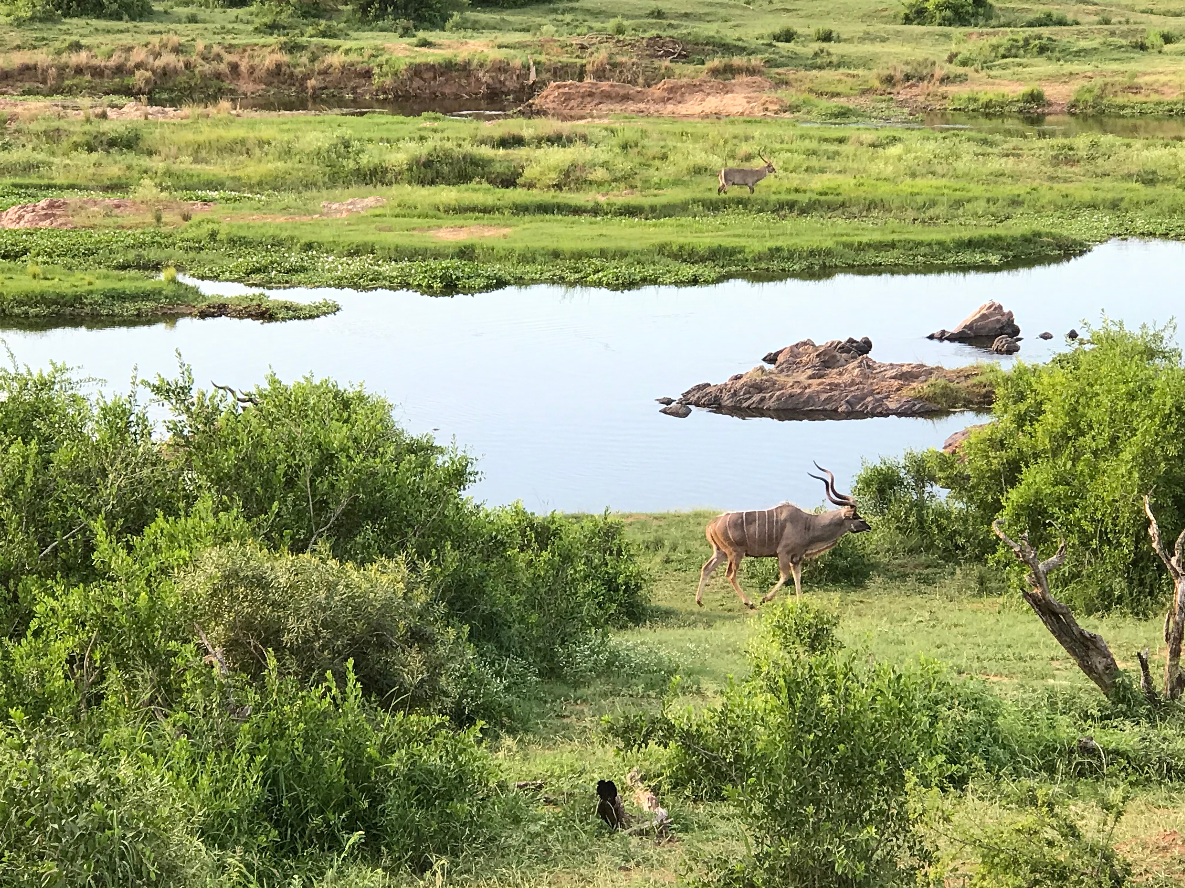 Kudu drinking at the river edge
