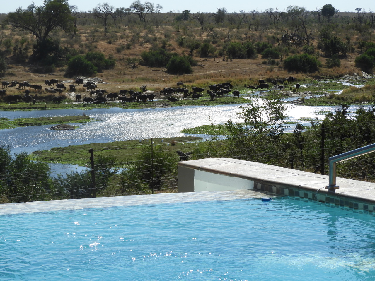 Infinity pool with herd of 200 buffalo at the Crocodile River