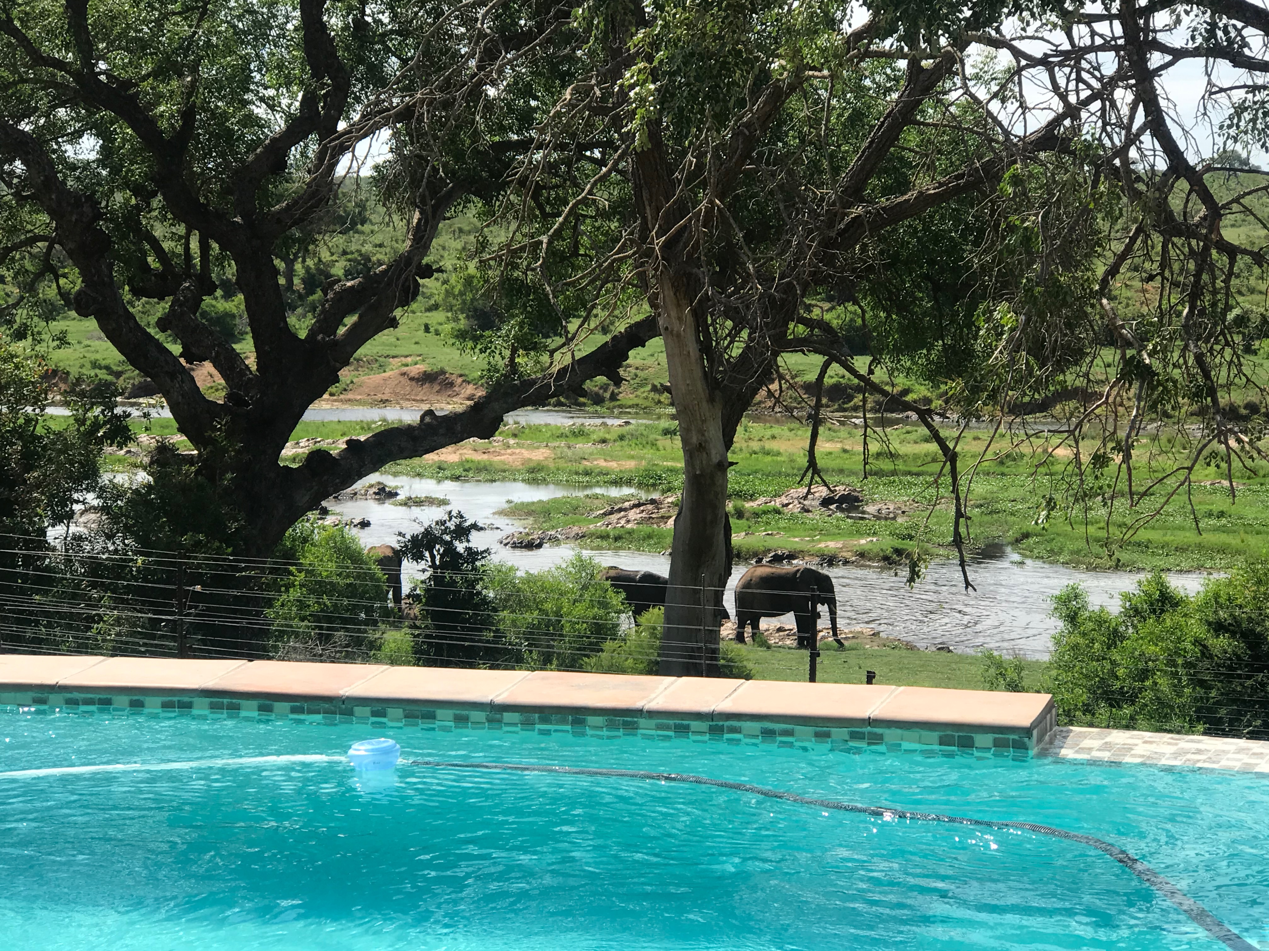 Pool with elephants drinking at the Crocodile River beyond