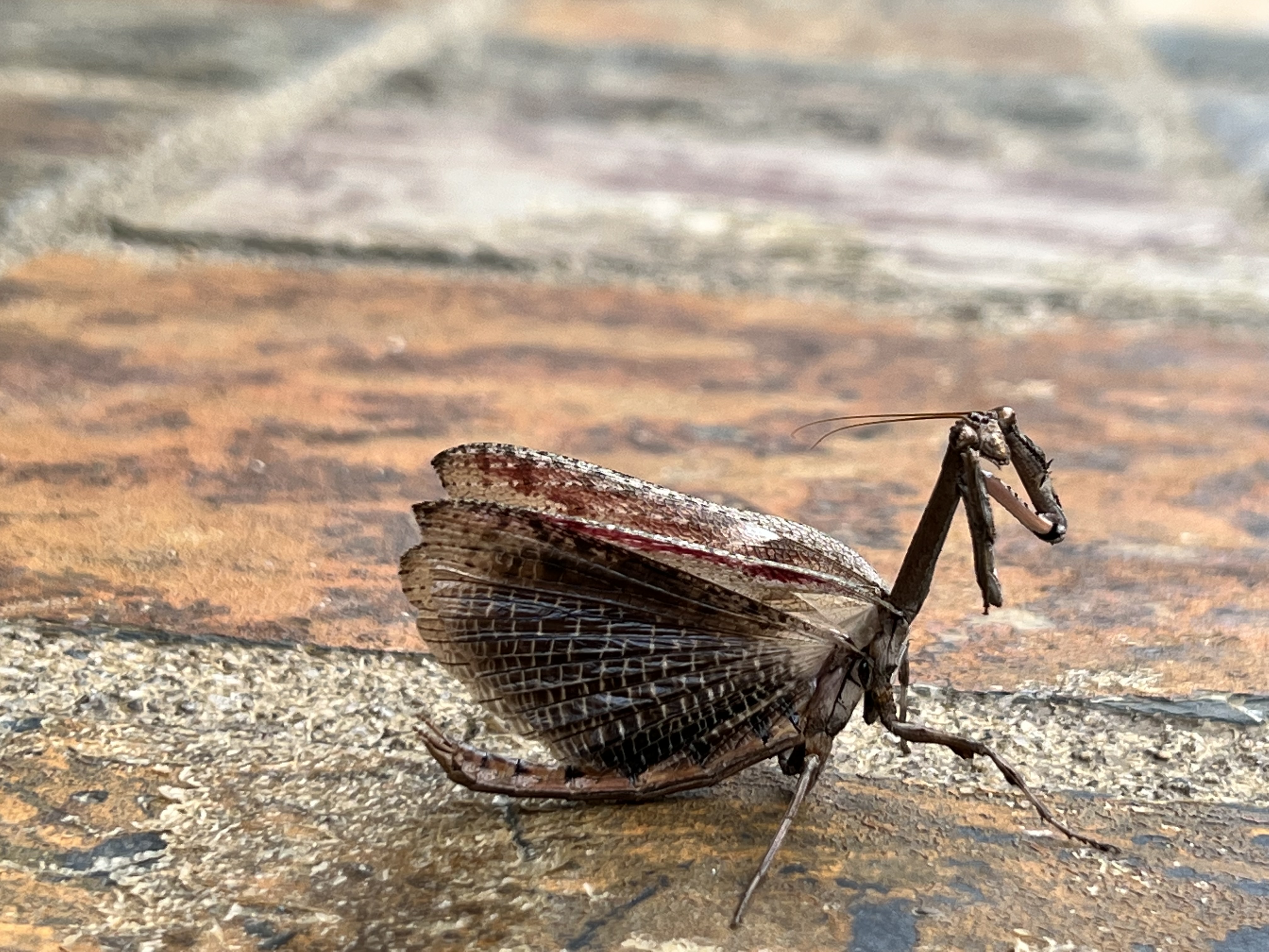 Praying mantis on a branch at the lodge